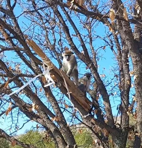 Çivril’de görülen maymun koruma altına alındı
