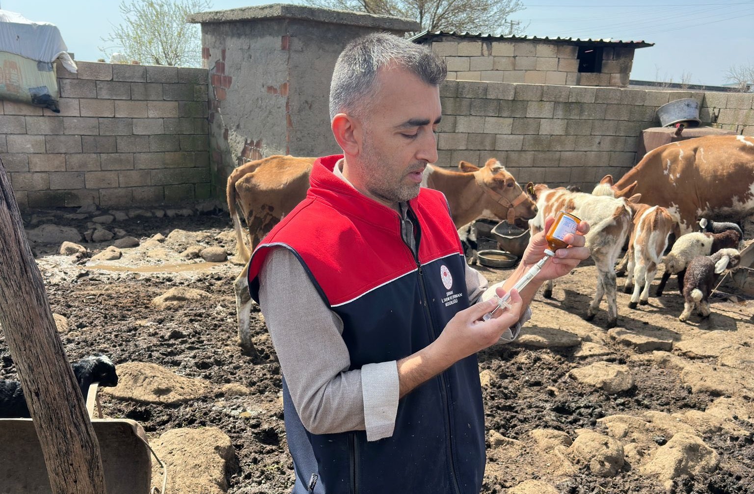 Cizre’de hayvan sağlığı için yoğun mesai
