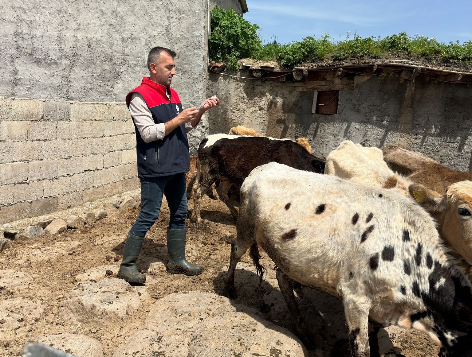 Cizre’de hayvan sağlığı için yoğun mesai
