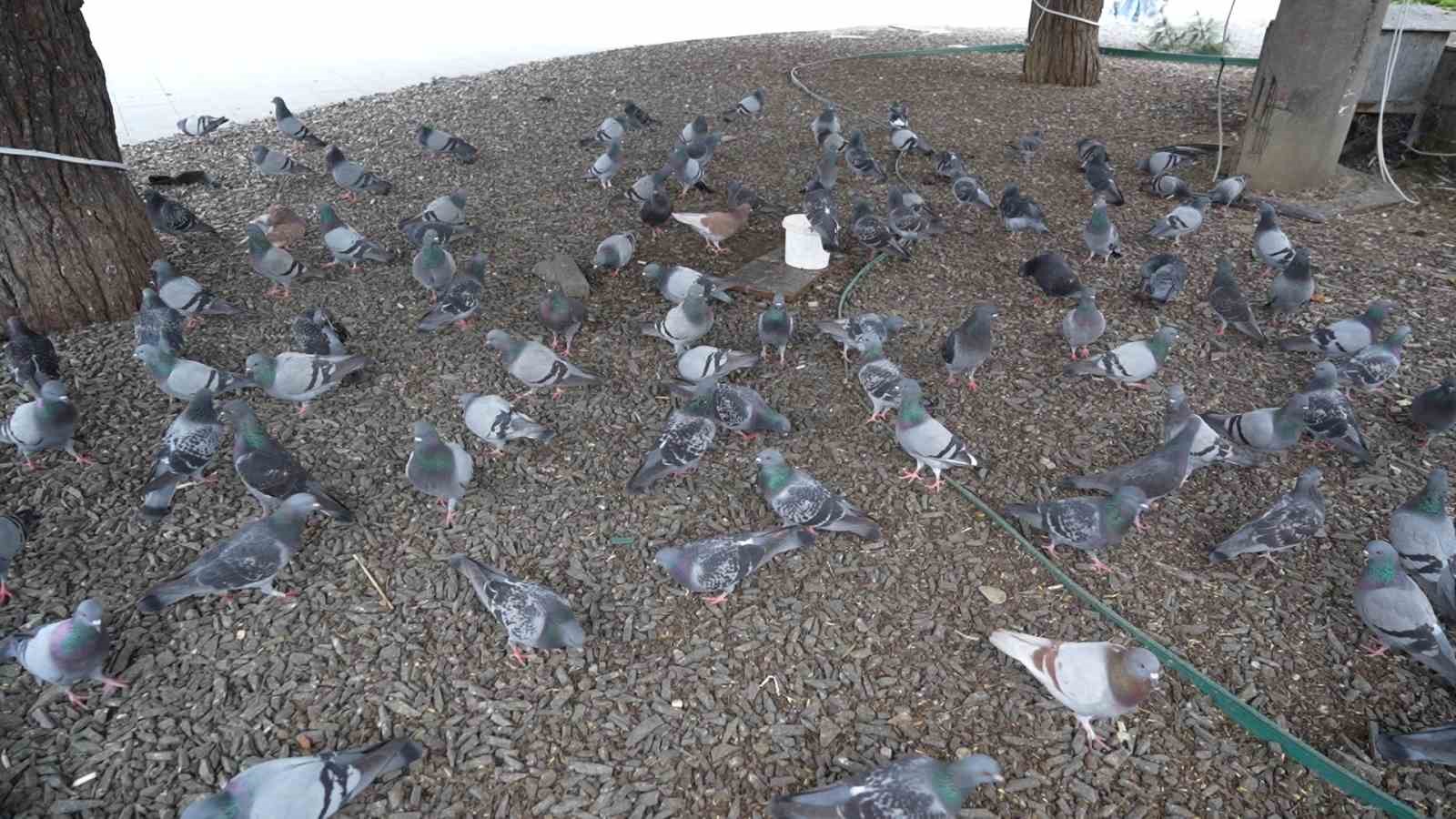 "Çocukların Kuşçu Dedesi" kuşlar için meydanı terk etmiyor
"Çocukların Kuşçu Dedesi" kuşlar için meydanı terk etmiyor