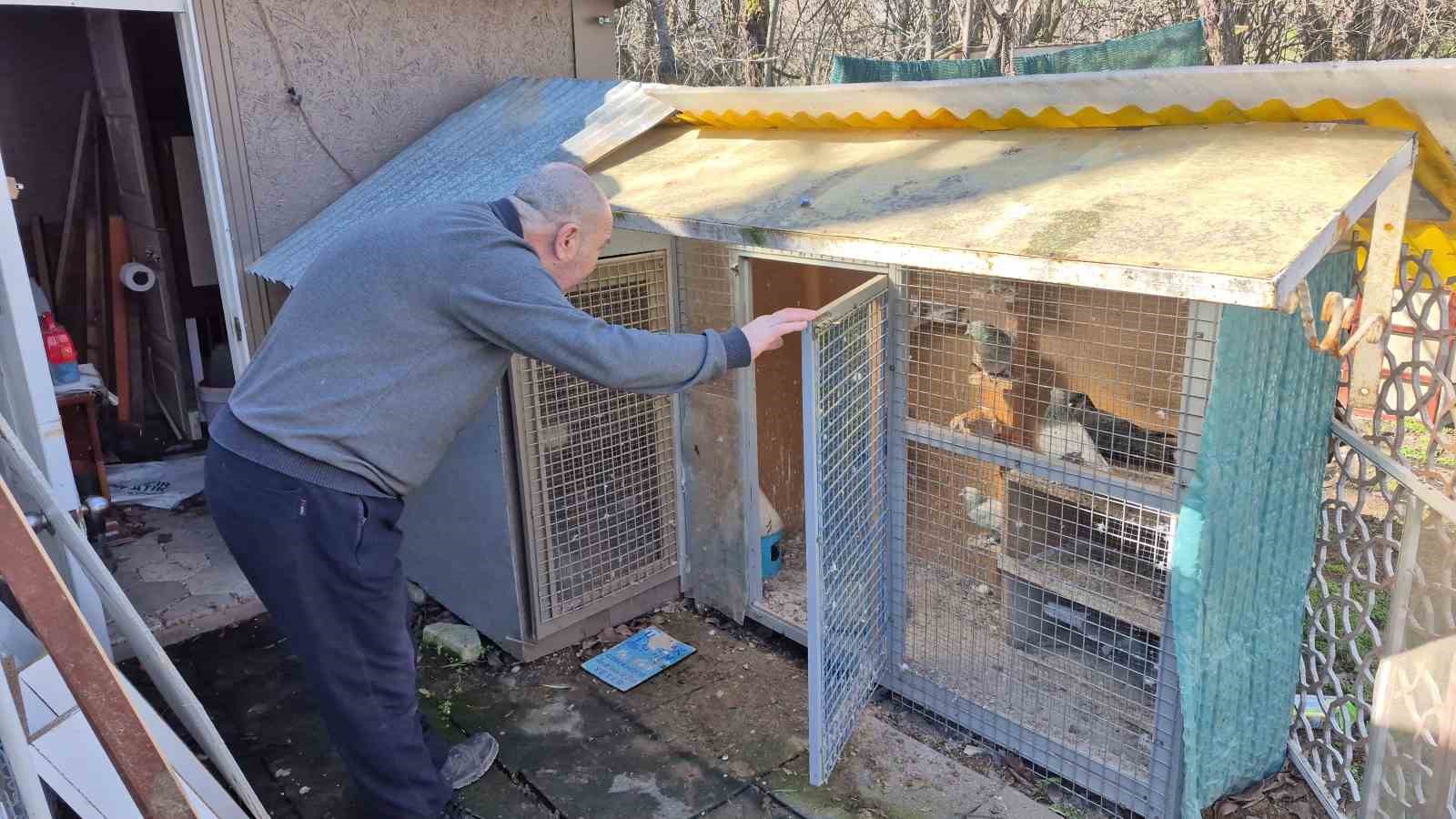 Çocukluğundan bu yana güvercin tutkunu olan adam: "Bir ev parasına kuş veren var"
