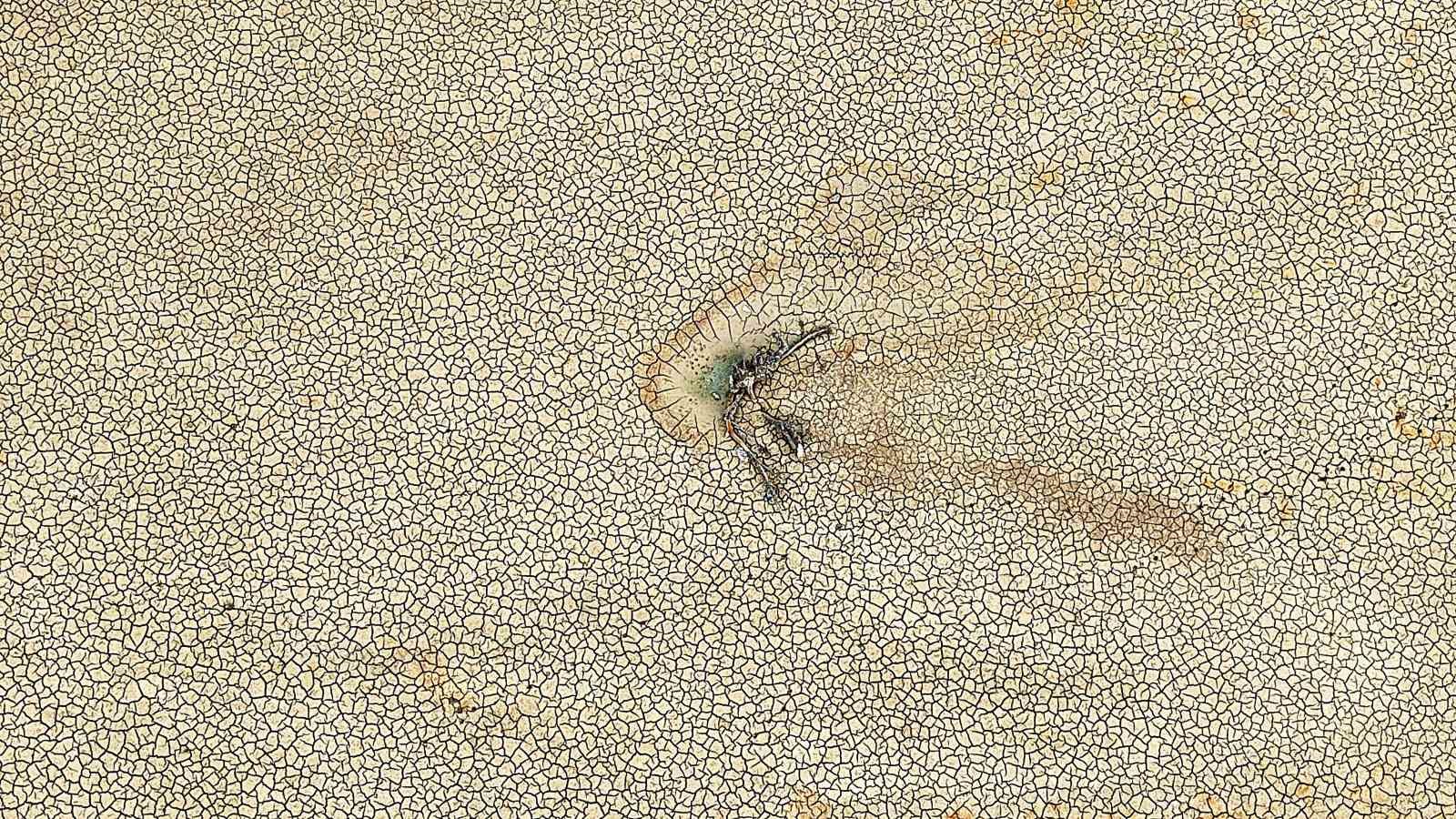 Çöle dönen Gölbaşı Göleti, yeniden hayat buldu
