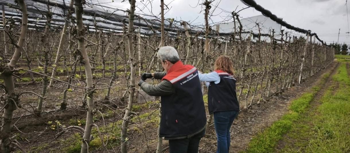 Çorlu’da kahverengi kokarcaya karşı tuzaklı mücadele başlatıldı
