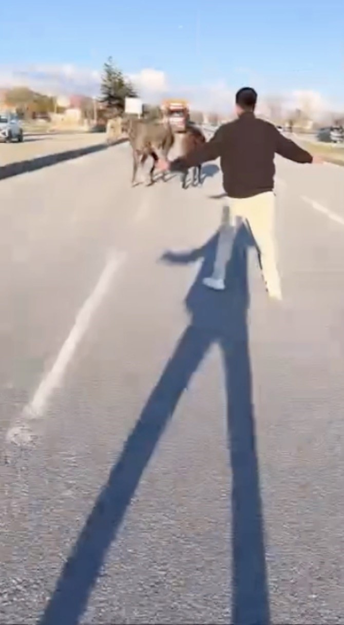 Çorum’da başıboş atlar trafiği tehlikeye attı: O anlar kamerada
