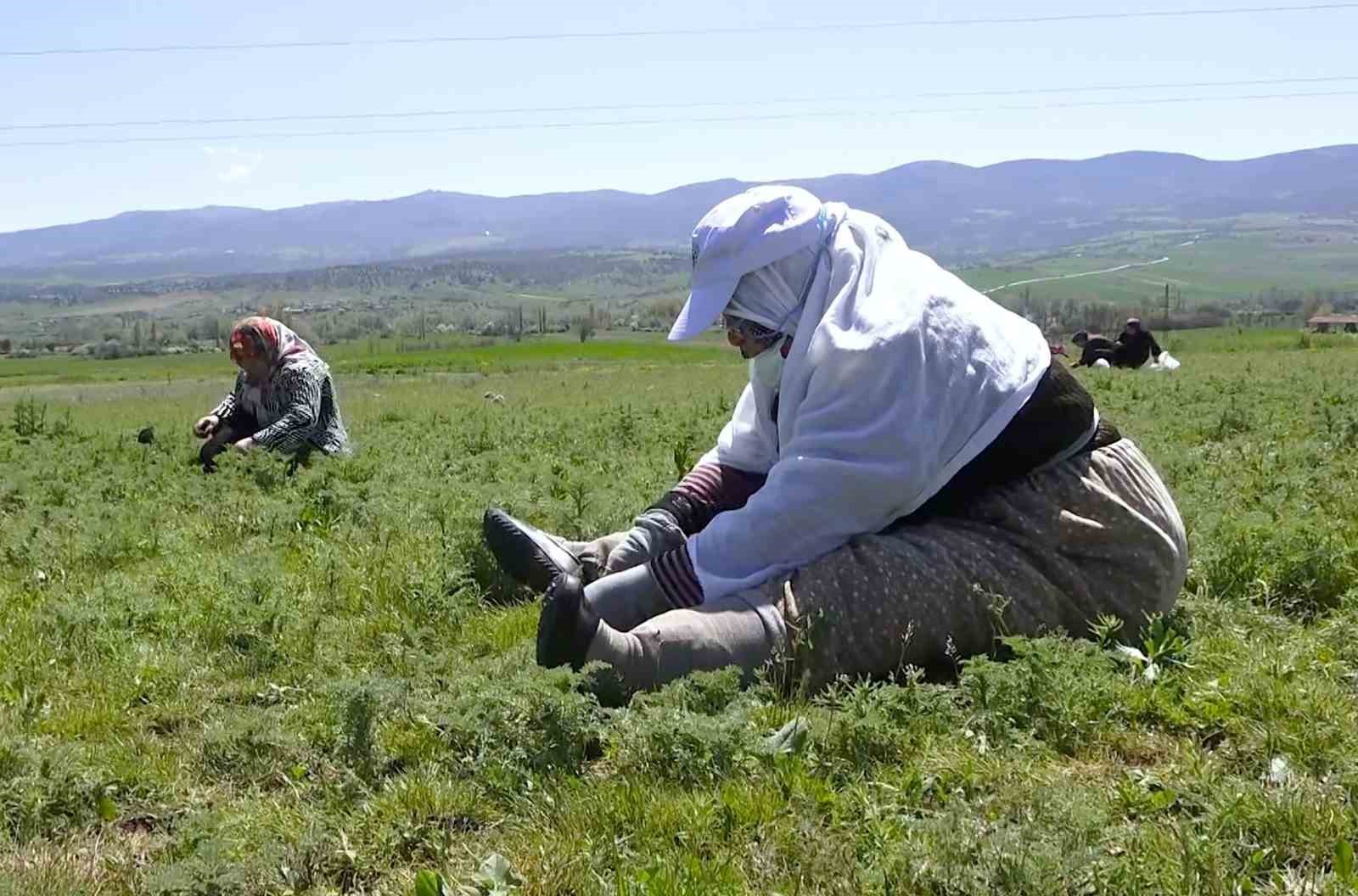 Çorum’da "madımak otu" mesaisi başladı
