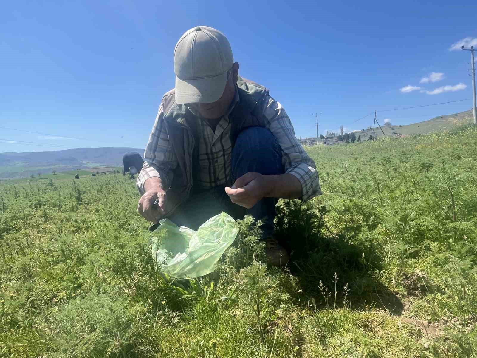 Çorum’da "madımak otu" mesaisi başladı
