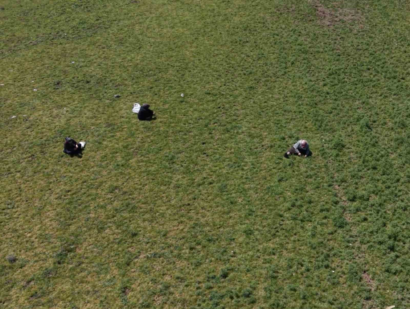 Çorum’da "madımak otu" mesaisi başladı
