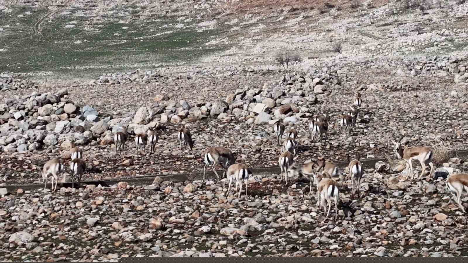 Cudi Dağında ceylan popülasyonu 165’e ulaştı
