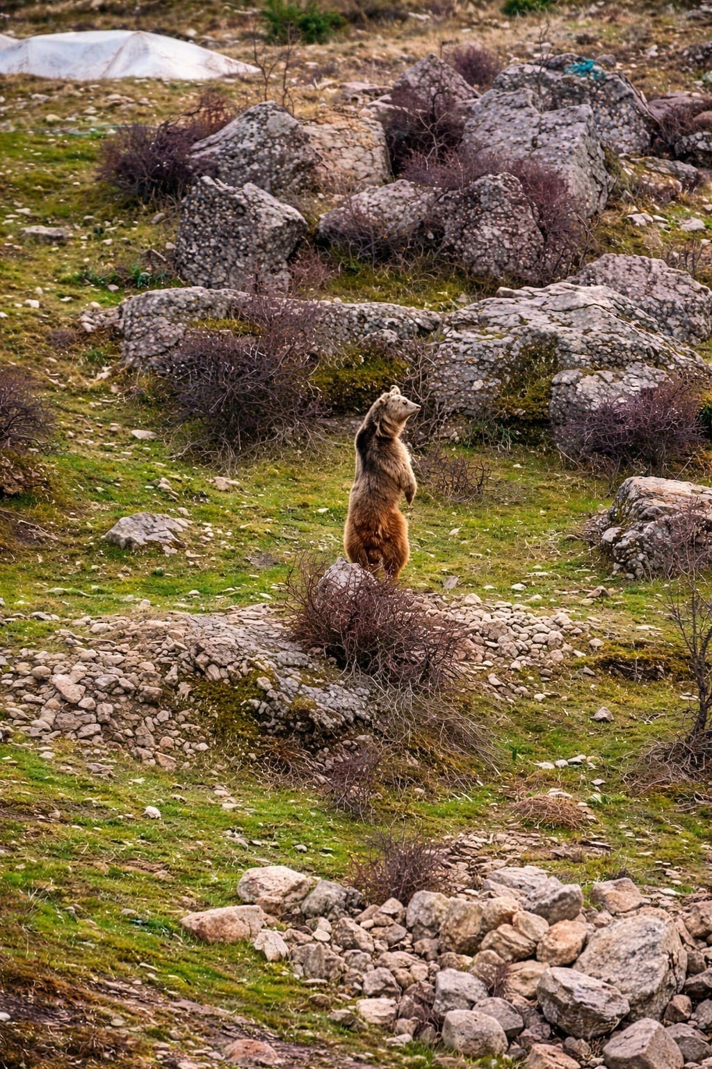 Çukurca’da aç kalan ayılar mahalleye indi
