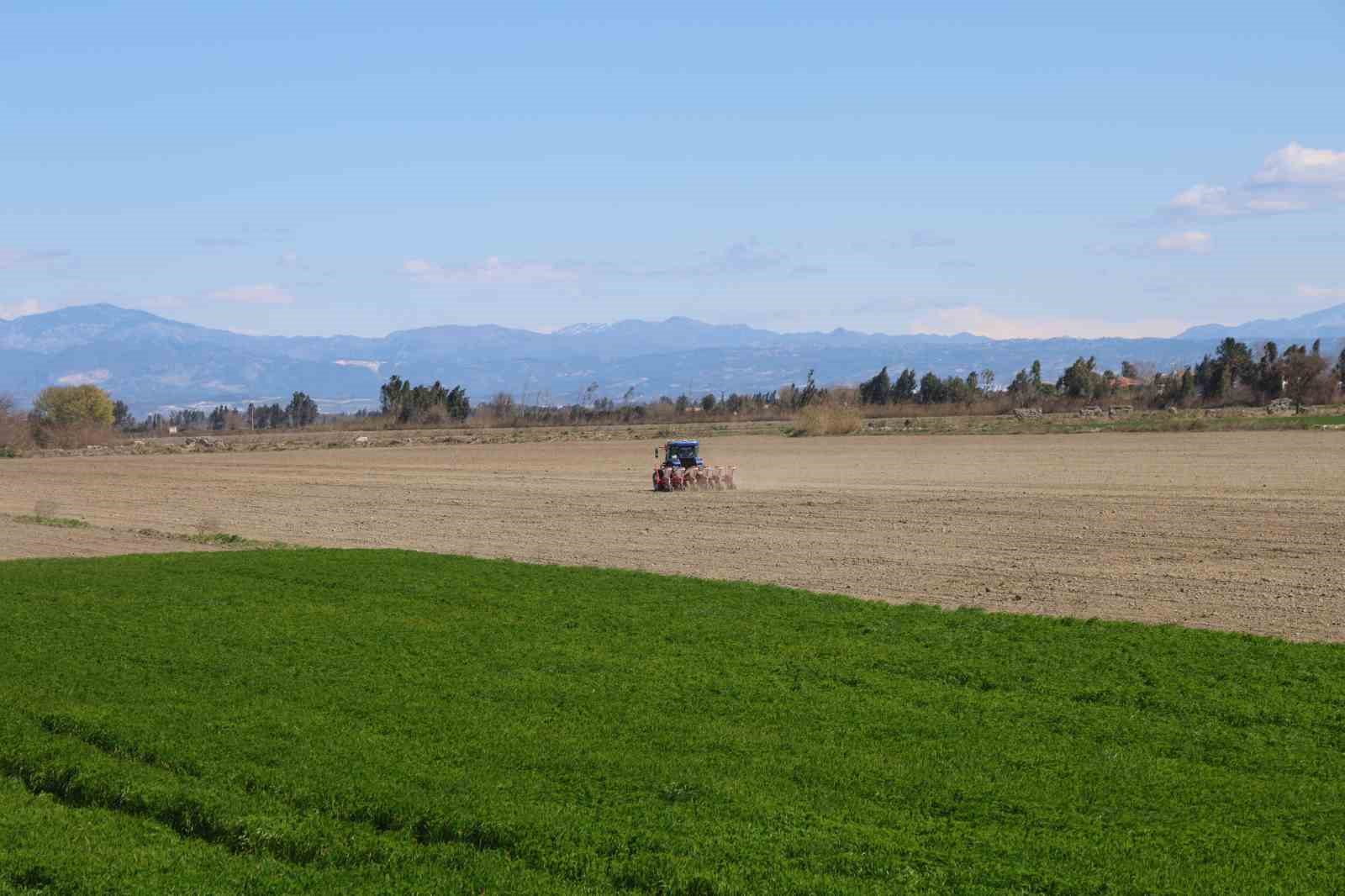 Çukurova’nın bereketli toprakları mısır ve ayçiçeği tohumları ile buluştu
