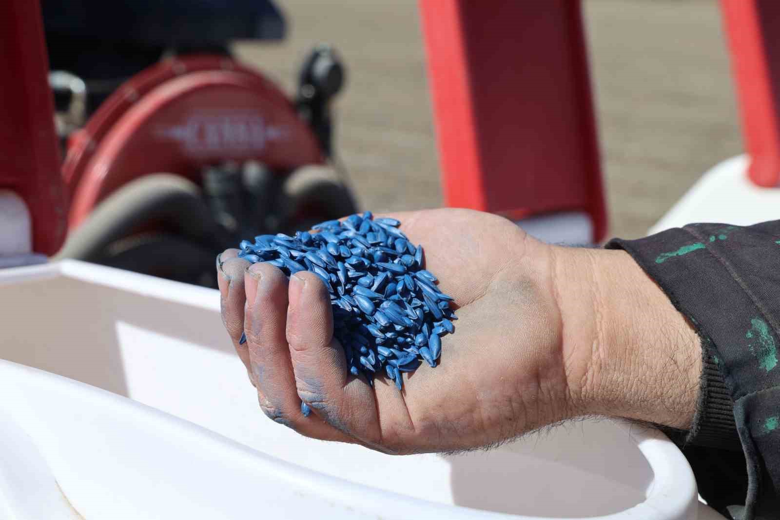 Çukurova’nın bereketli toprakları mısır ve ayçiçeği tohumları ile buluştu
