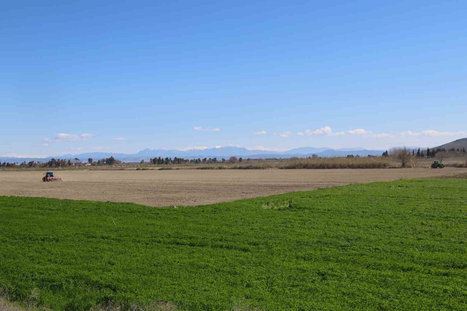 Çukurova’nın bereketli toprakları mısır ve ayçiçeği tohumları ile buluştu
