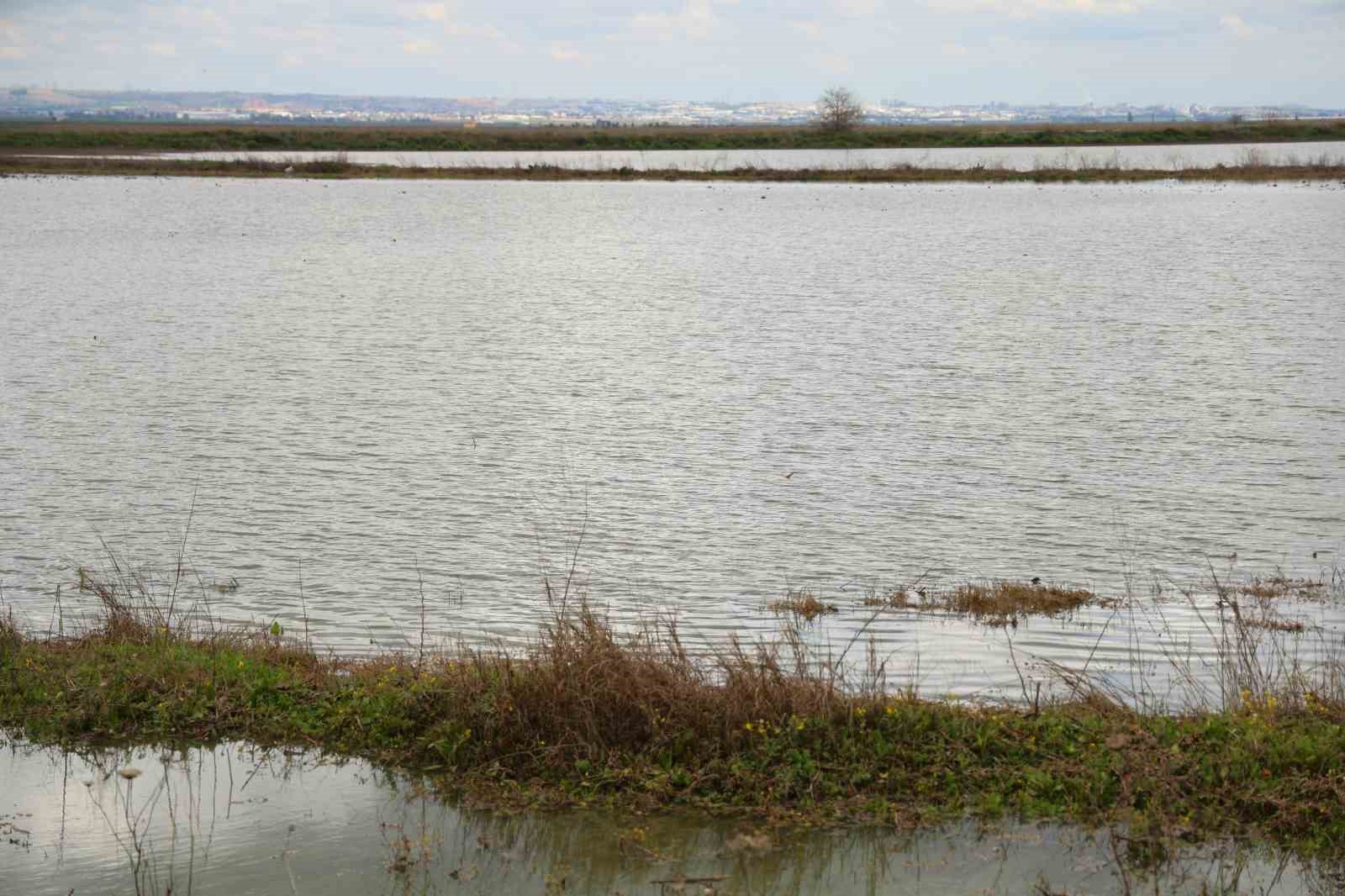 Çukurova’yı yağmur vurdu: Tarım arazileri sular altında
