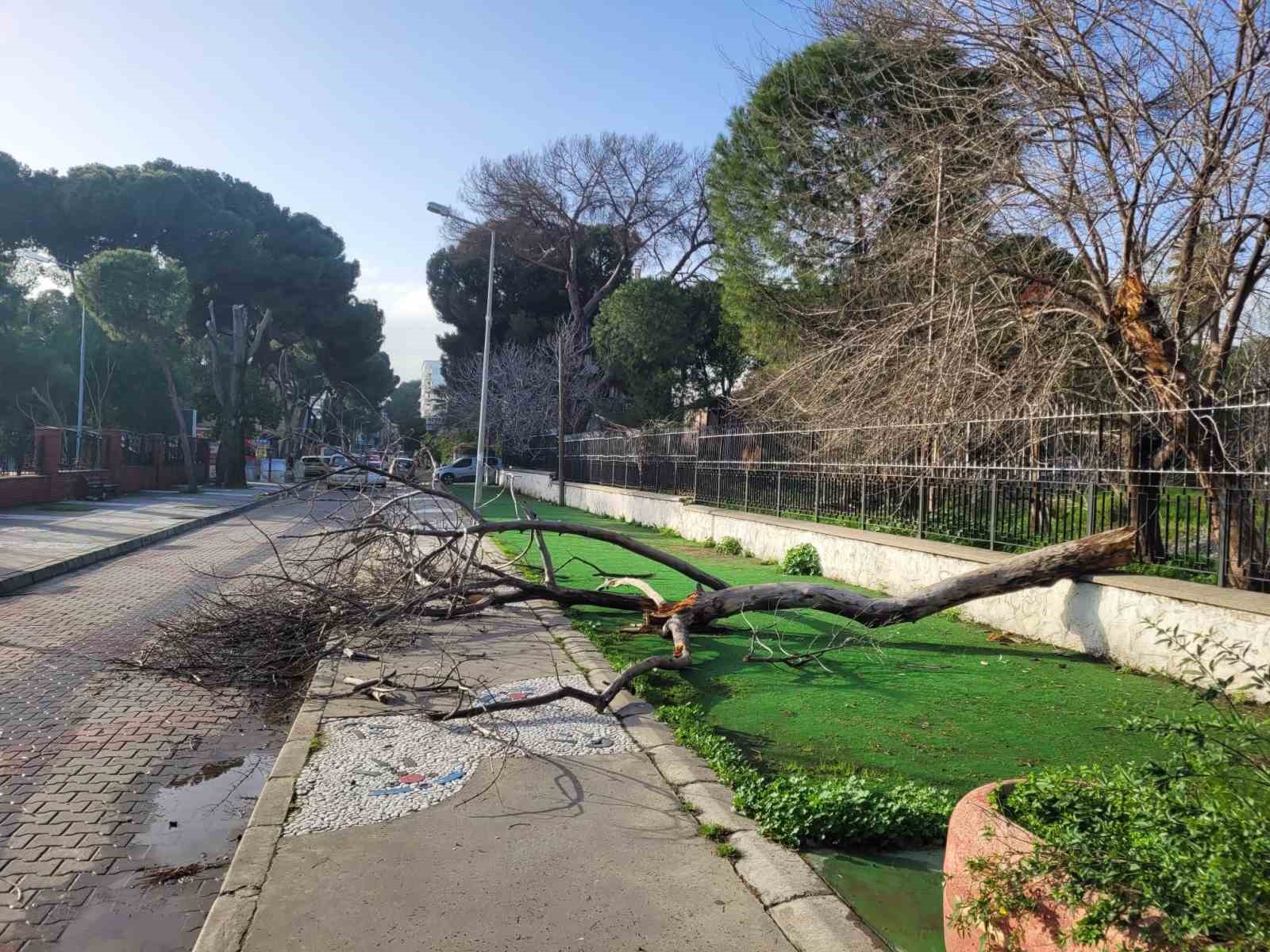 Çürüyen ağaç yola devrildi, facia ucuz atlatıldı
