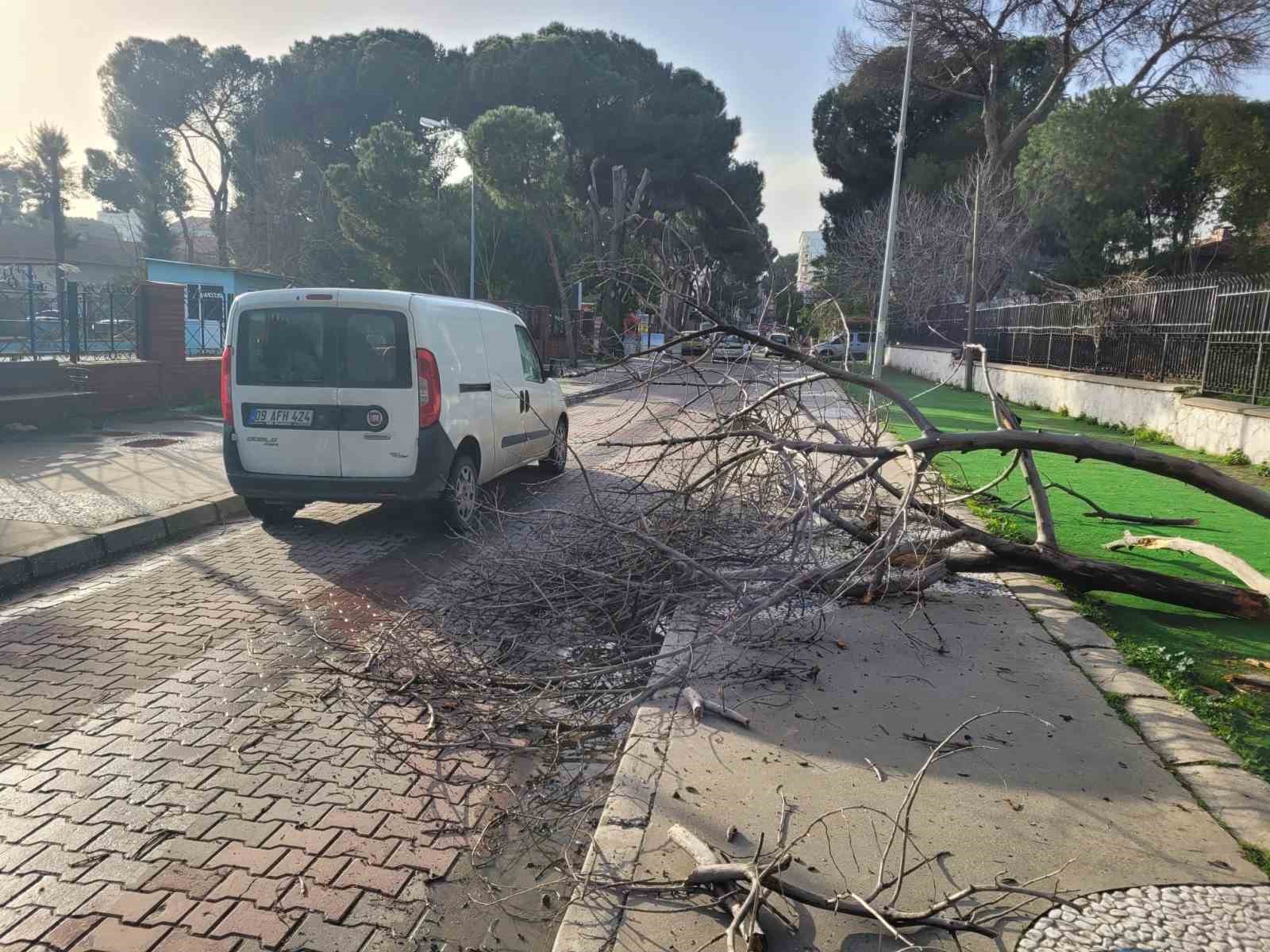 Çürüyen ağaç yola devrildi, facia ucuz atlatıldı
