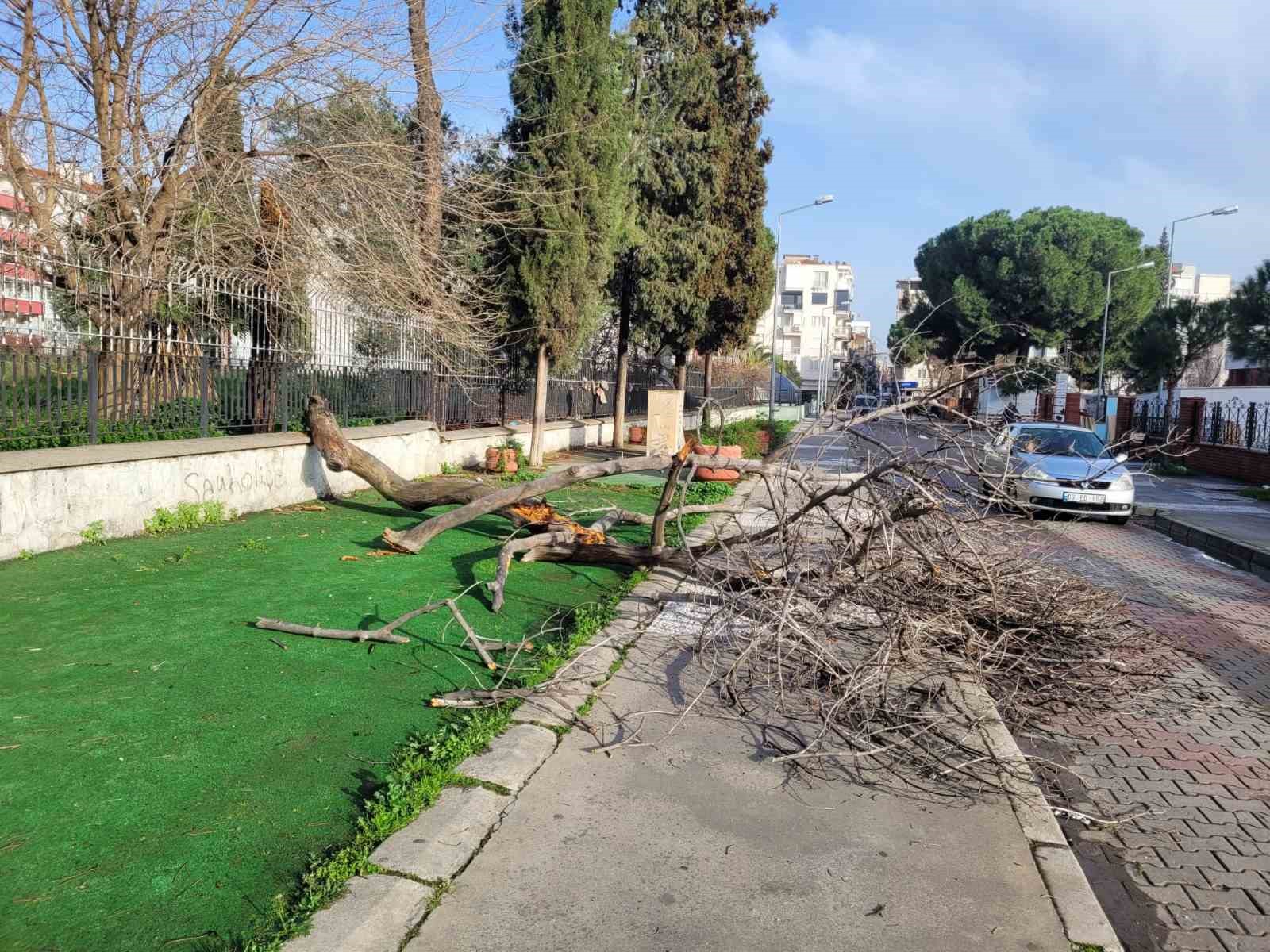 Çürüyen ağaç yola devrildi, facia ucuz atlatıldı
