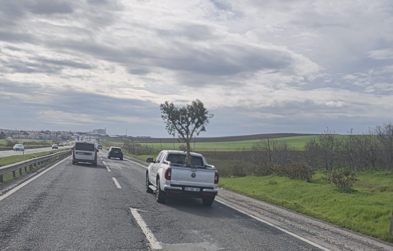 D100’de şaşırtan görüntü: Pikapta zeytin ağacı taşıdılar
