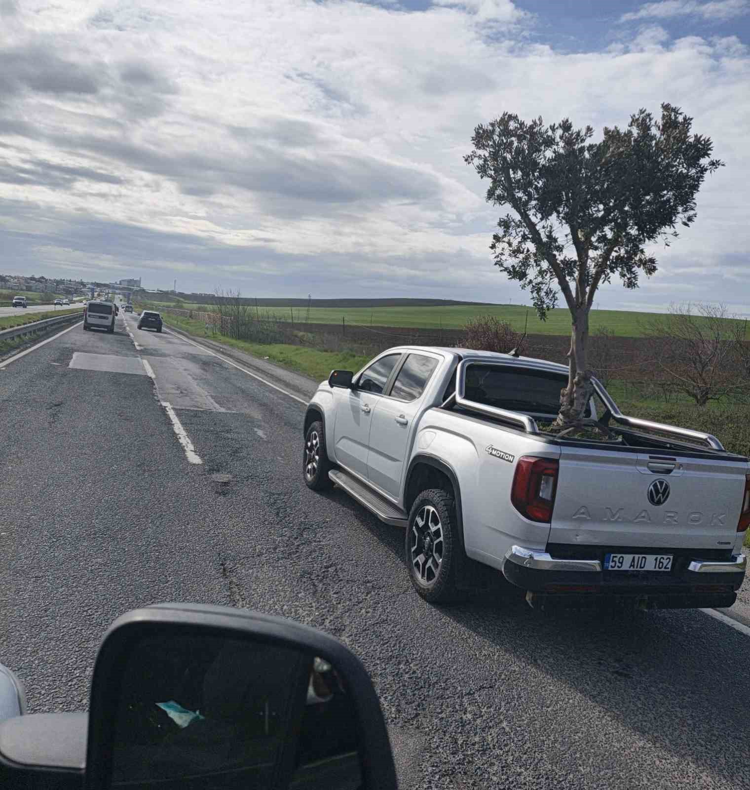 D100’de şaşırtan görüntü: Pikapta zeytin ağacı taşıdılar
