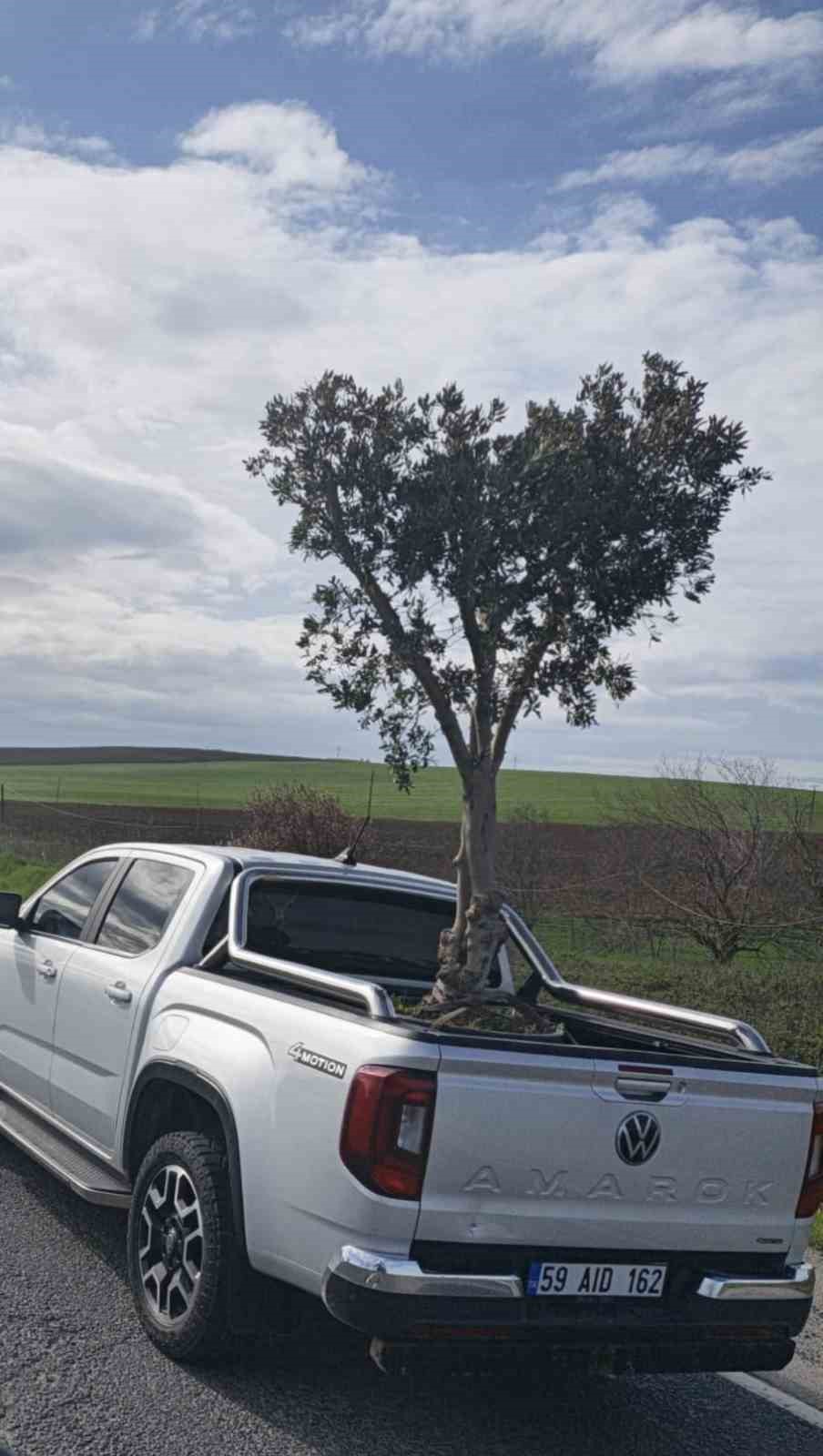 D100’de şaşırtan görüntü: Pikapta zeytin ağacı taşıdılar
