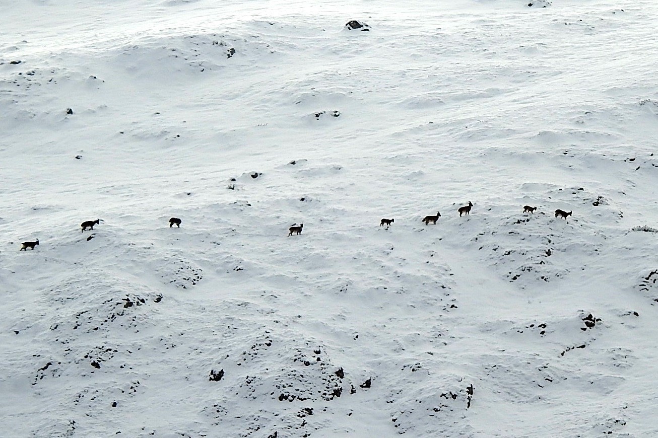 Dağ keçileri Munzur Dağlarına renk katıyor
