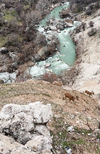 Dağ keçileri sürü halinde görüntülendi
