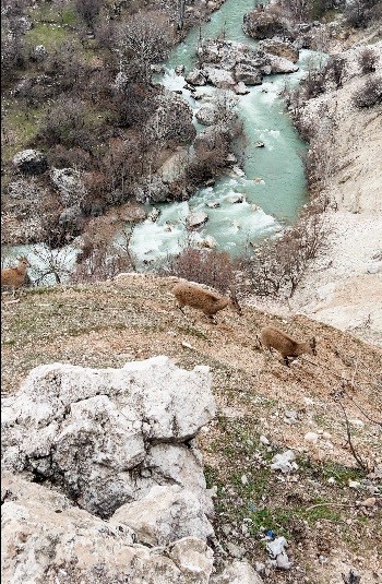 Dağ keçileri sürü halinde görüntülendi
