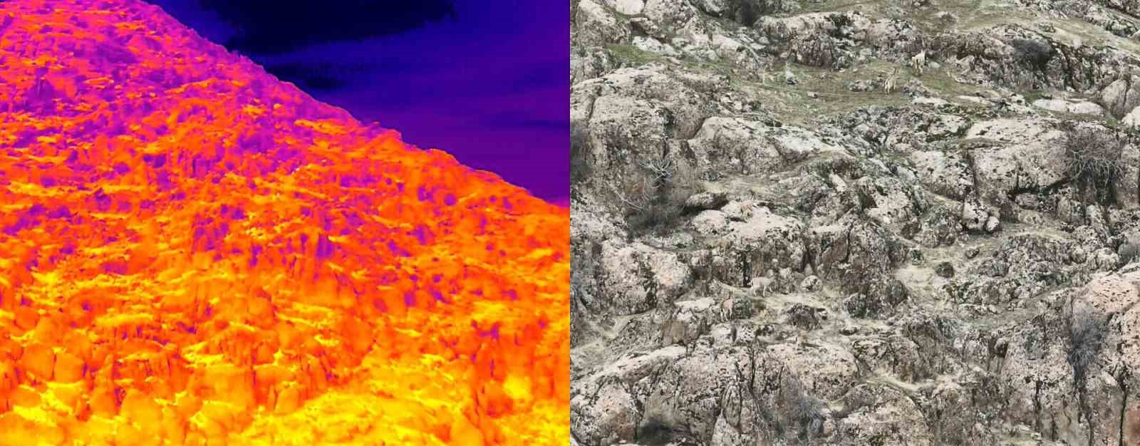 Dağ keçileri termal dron ile görüntülendi
