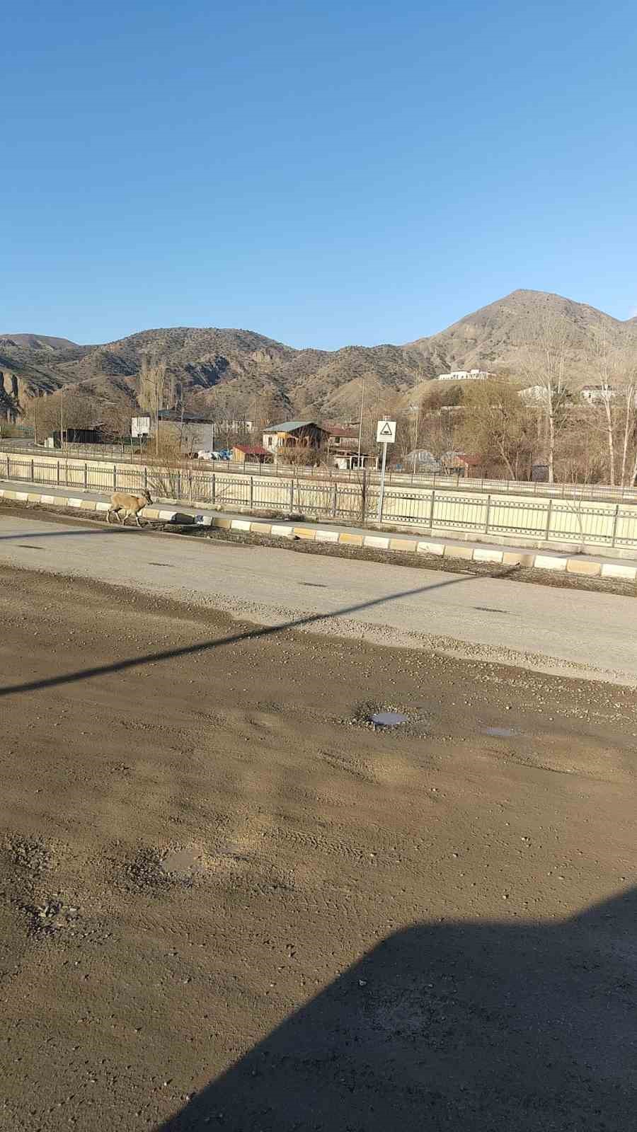 Dağ keçisi ilçe merkezine indi: Vatandaşları hayrete düşürdü
