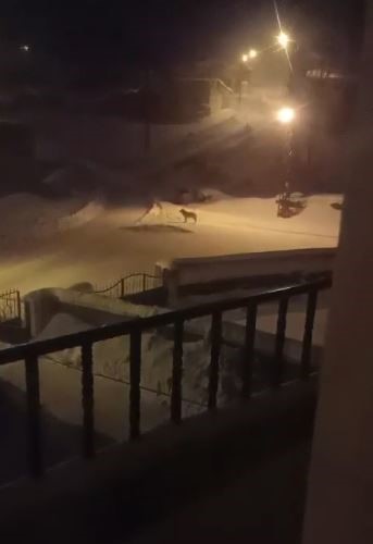 Dağda aç kalan kurtlar köyün kabusu oldu
