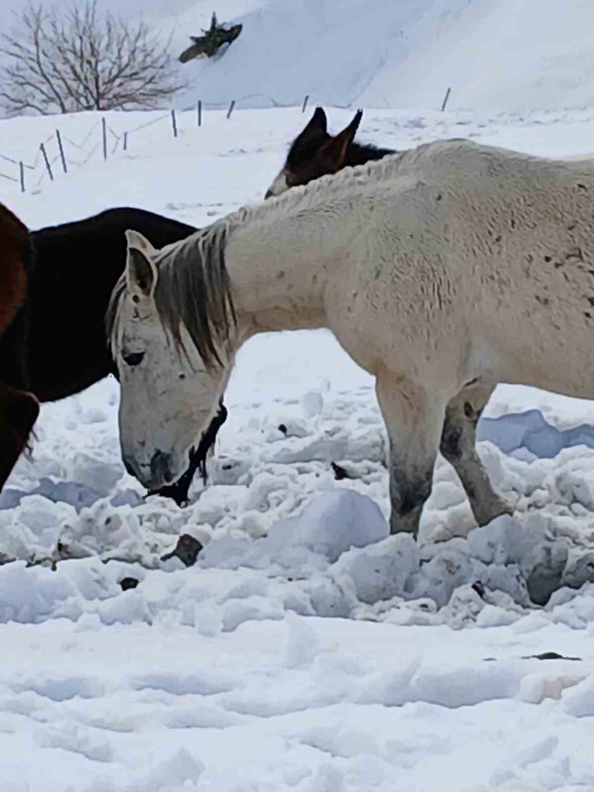 Dağda karda mahsur kalan katırlar kurtarıldı
