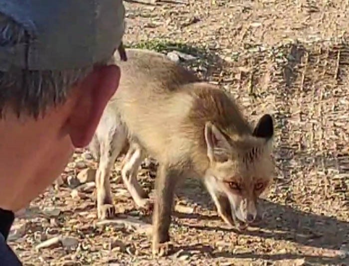 Dağda karşılaştığı tilkiyi çerezle besledi
