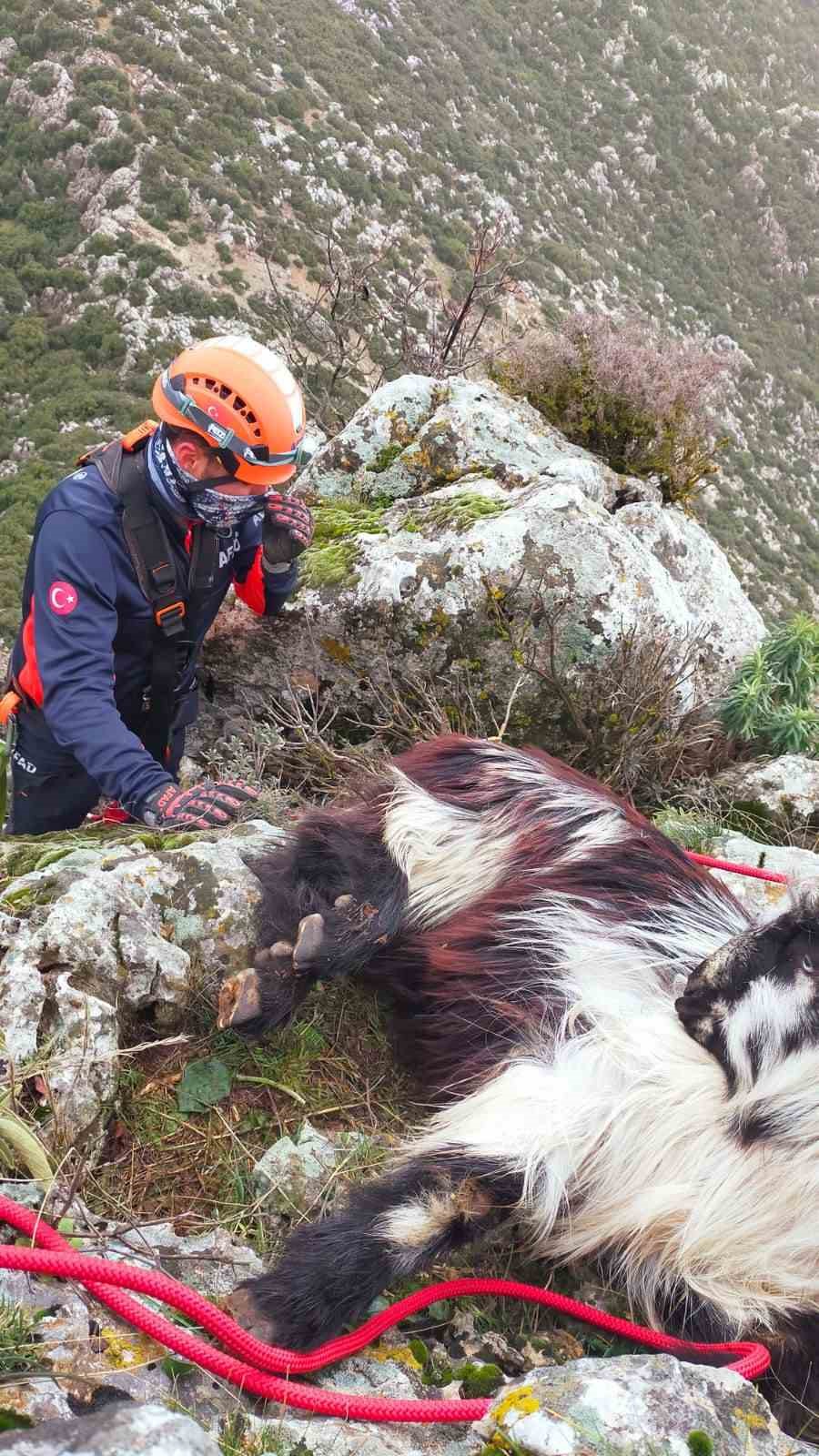 Dağda mahsur kalan keçi ekiplerce kurtarıldı
