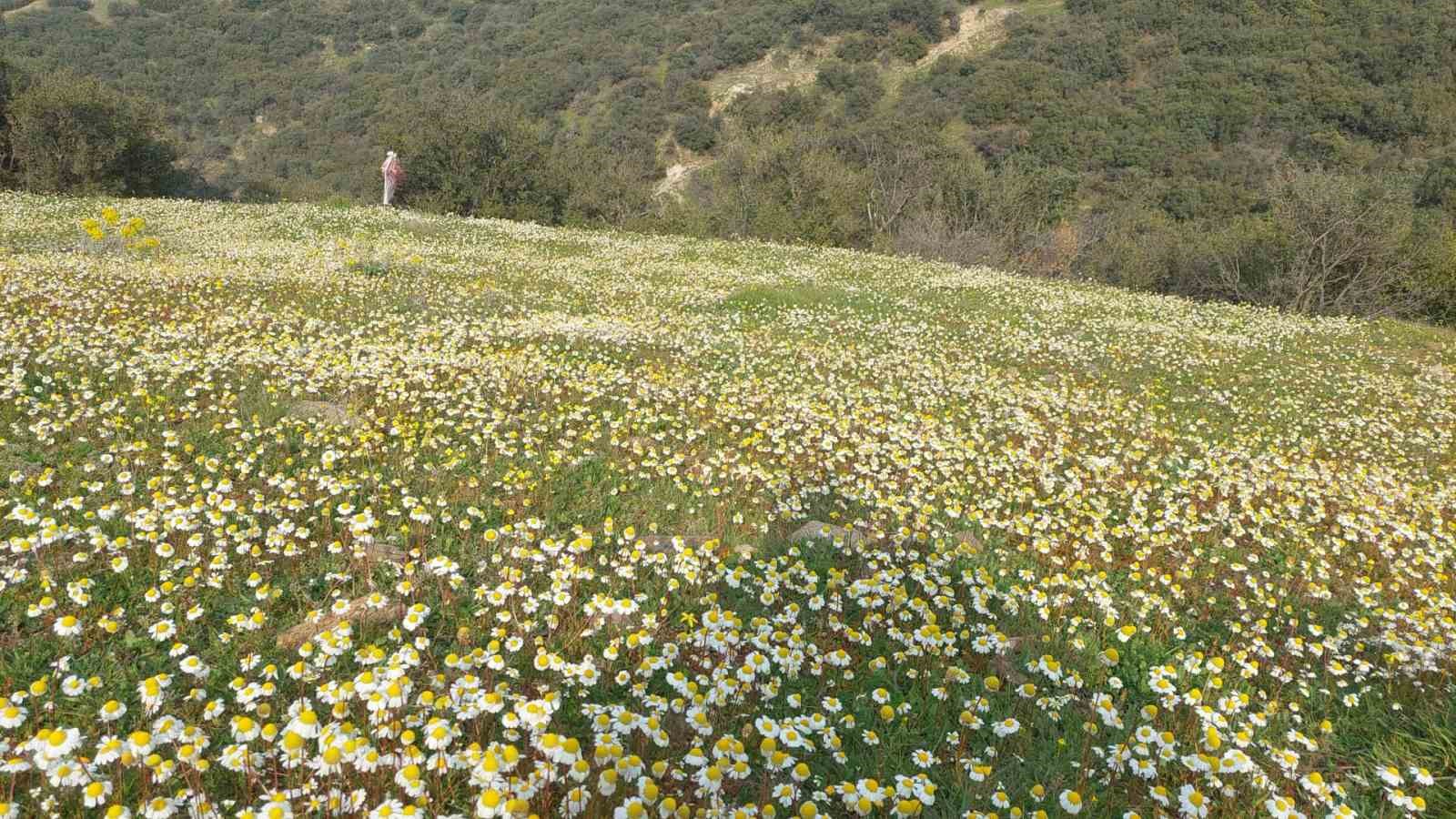 Dağlar çiçek açtı, arıcılar umutlandı
