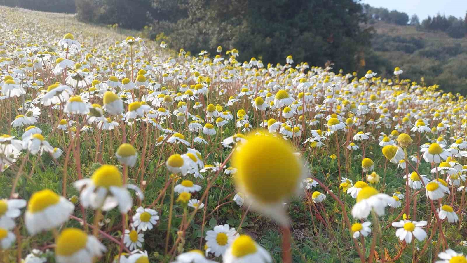 Dağlar çiçek açtı, arıcılar umutlandı
