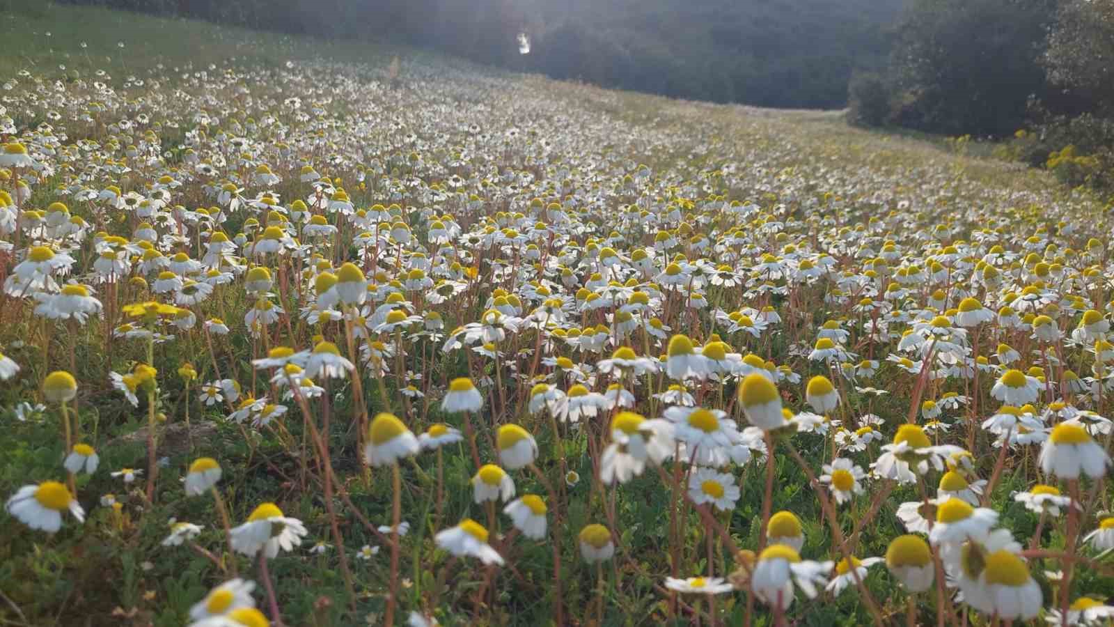 Dağlar çiçek açtı, arıcılar umutlandı
