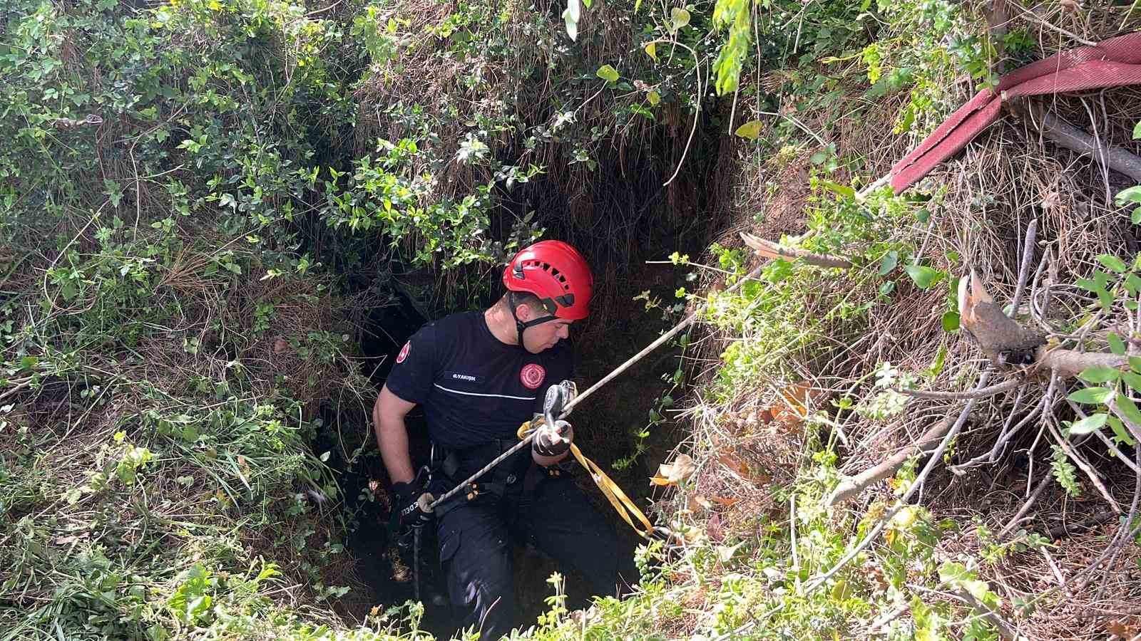 Dağlık alanda otlarken mağaraya düşen inek mağaraya inebilecek kasap bulunamayınca telef oldu
