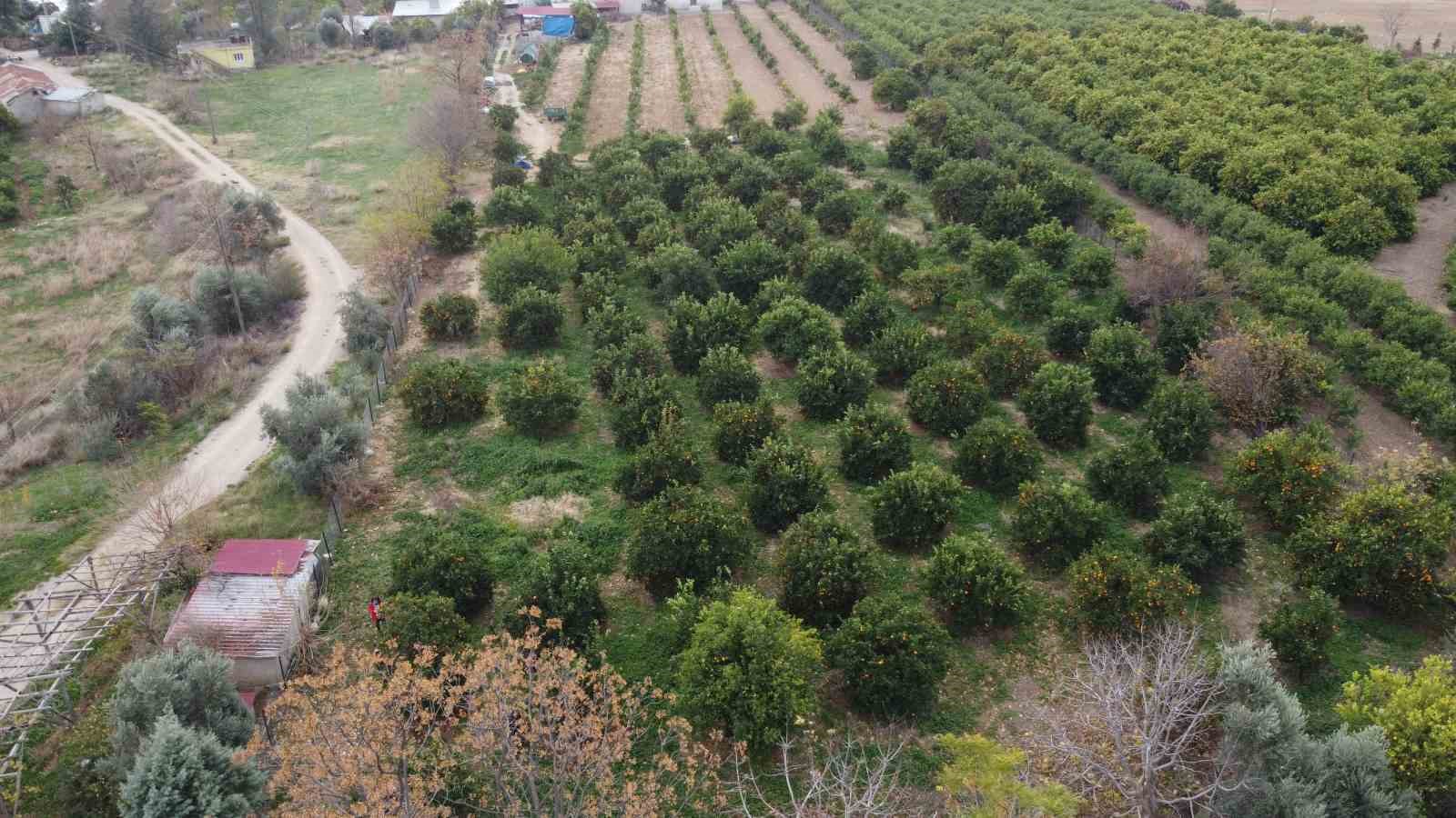 Dalında 5 TL  olan turunç, kadınların elinde kara kazanda değer kazandı
