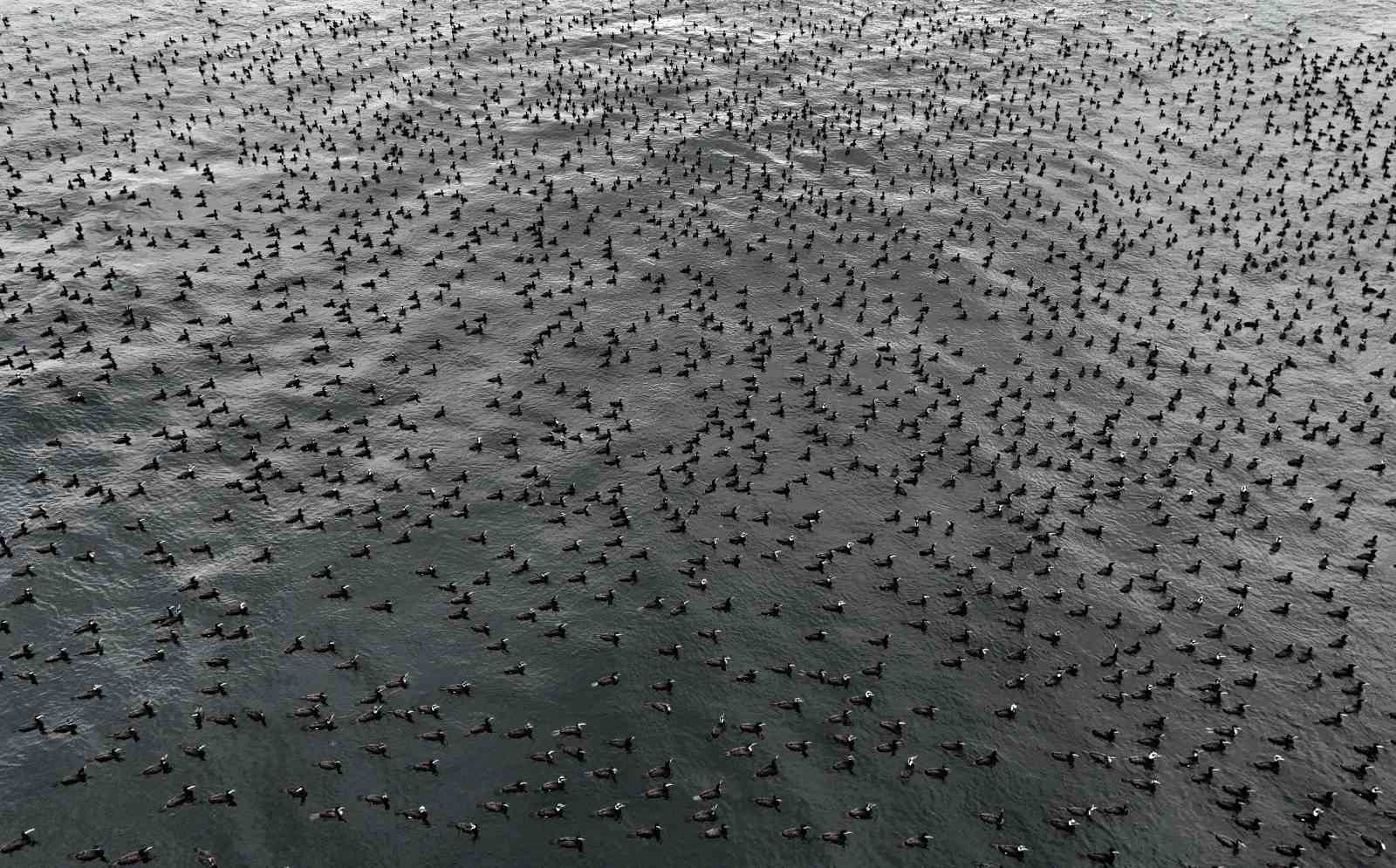 Damatlıklarını giyen karabatak kuşları İstanbul Boğazı’nda bir araya geldi
