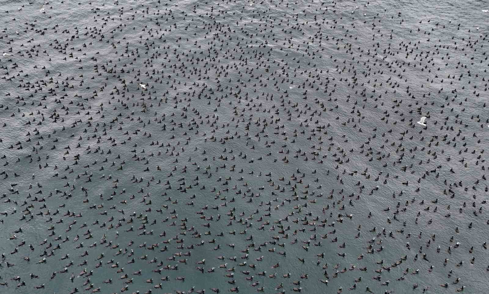 Damatlıklarını giyen karabatak kuşları İstanbul Boğazı’nda bir araya geldi
