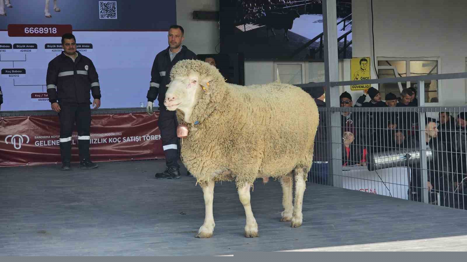 Damızlık koçta rekor, açık artırmada 1 milyonluk satış
Damızlık koçta rekor, açık artırmada 1 milyonluk satış