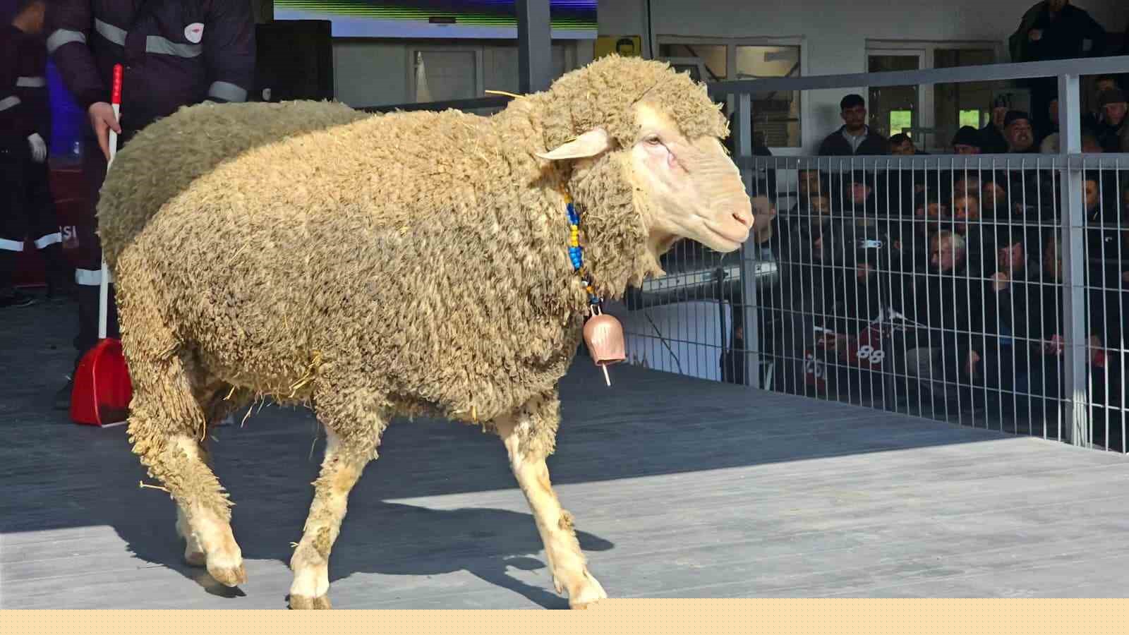 Damızlık koçta rekor, açık artırmada 1 milyonluk satış
Damızlık koçta rekor, açık artırmada 1 milyonluk satış