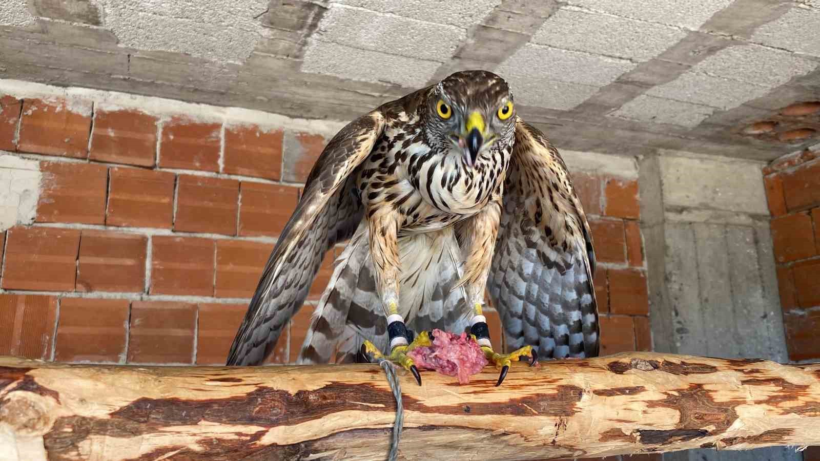 Danıştay kararı Karadeniz’de atmaca geleneğini tartışmaya açtı
