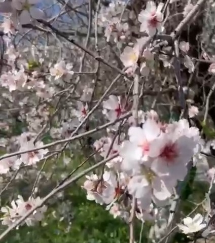 Datça’da badem ağaçları kış ortasında çiçek açtı
