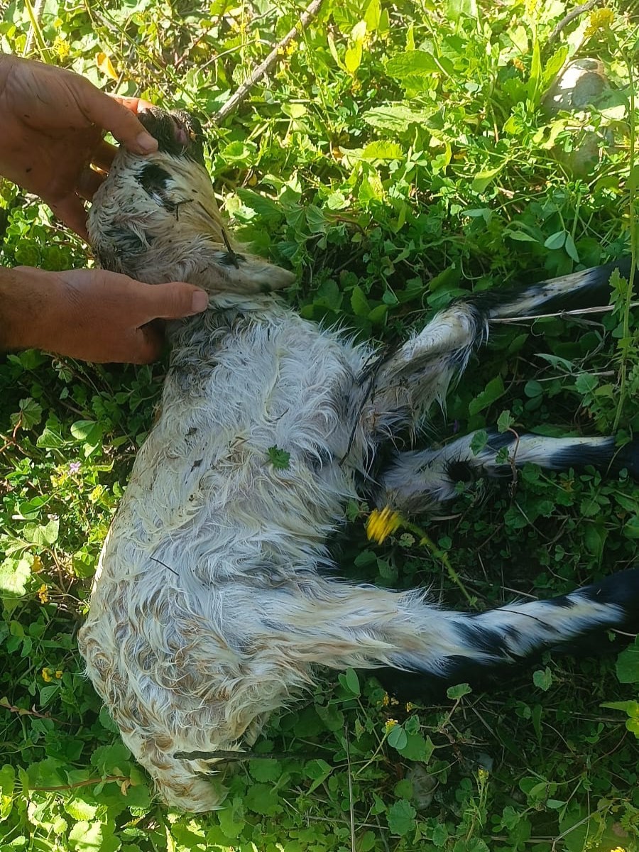 Defne’de kuyuya düşen kuzuyu itfaiye kurtardı
