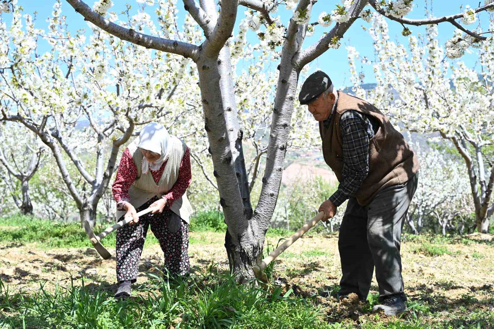 Demirci’de 800 bin kiraz ağacı çiçek açtı
