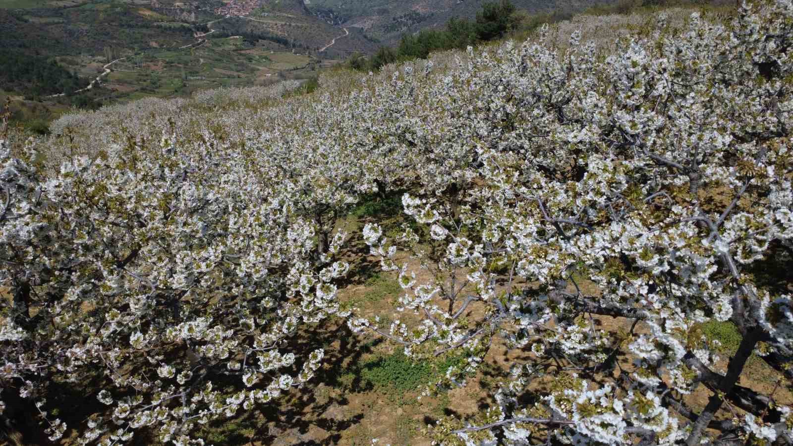 Demirci’de 800 bin kiraz ağacı çiçek açtı
