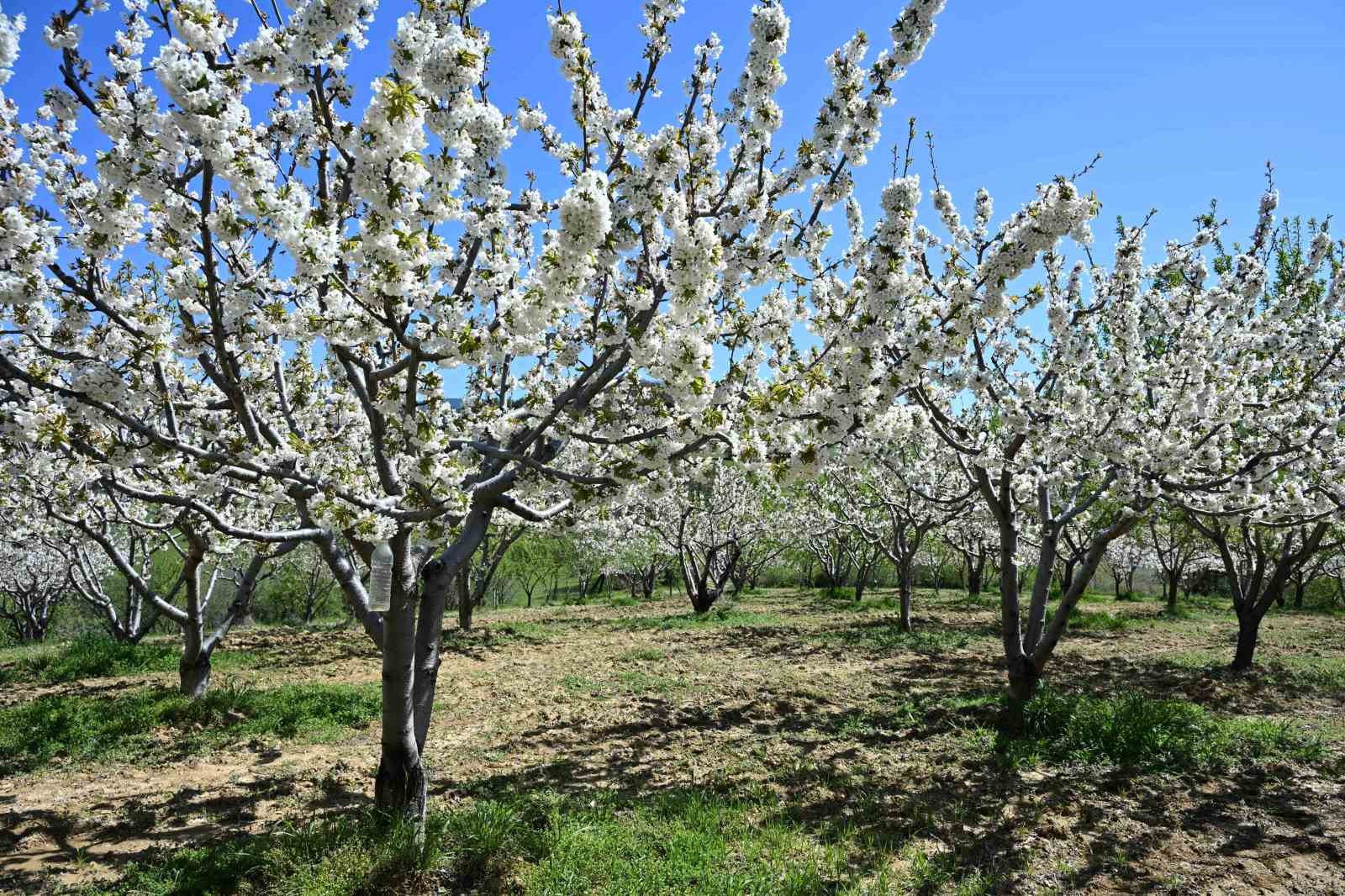 Demirci’de 800 bin kiraz ağacı çiçek açtı
