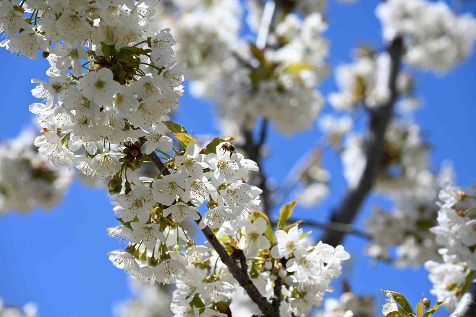 Demirci’de 800 bin kiraz ağacı çiçek açtı
