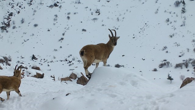 Demirkazık’ta yaban hayatı için yemleme çalışmaları sürüyor
