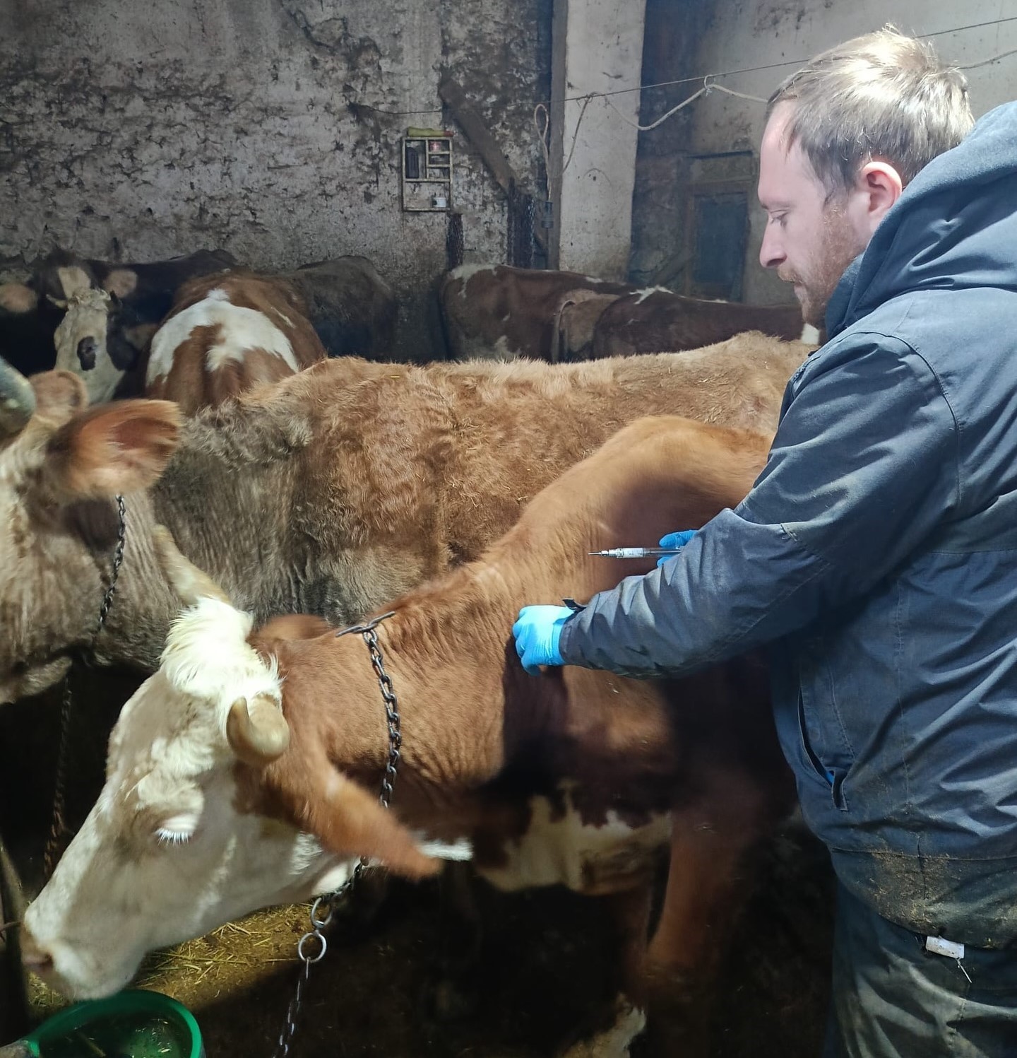 Demirözü’nde aşılama ve küpeleme çalışmaları devam ediyor
